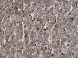 MIPEP Antibody (aa174-516, clone OTI5E7, Carrier-free)