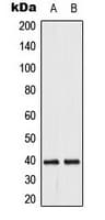 DUSP1 + DUSP4 Antibody (C-Terminus)