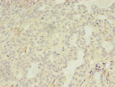 LILRA4 / ILT7 Antibody