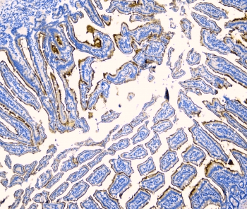 SI / Sucrase Isomaltase Antibody