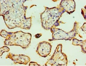 Polyclonal Rabbit anti-Human TFF2 / SP Antibody (aa24-129, IHC)