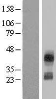 CD300C Protein (Over-Expression Lysate Myc-DDK (Flag))