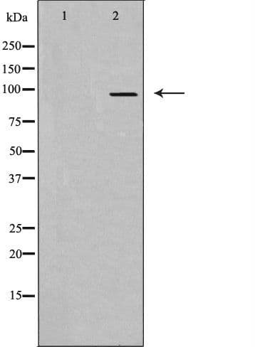 SRPK1 Antibody