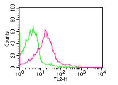 CD274 / B7-H1 / PD-L1 Antibody