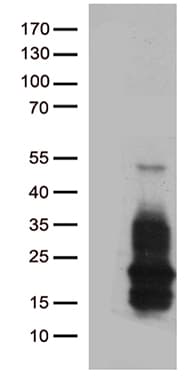 HBEGF / HB EGF Antibody (aa20-208, clone OTI10A4, Carrier-free)
