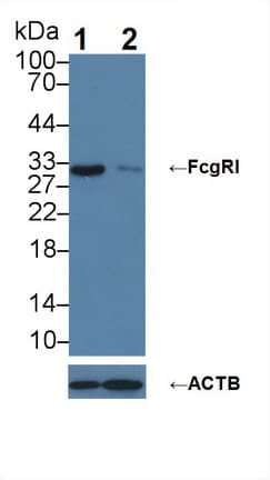 FCGR1A / CD64 Antibody (aa35-235)