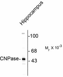 Polyclonal Rabbit anti-Rabbit CNPase Antibody (IHC, WB)