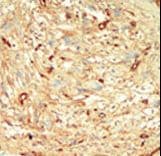 STK4 Antibody (aa385-415)