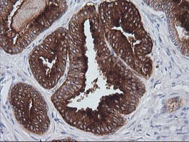 CD1C Antibody (clone OTI2B3)