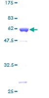 Human PQBP1 Protein (Recombinant GST)