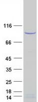 Human MYBL2 Protein (Recombinant Myc-DDK (Flag))