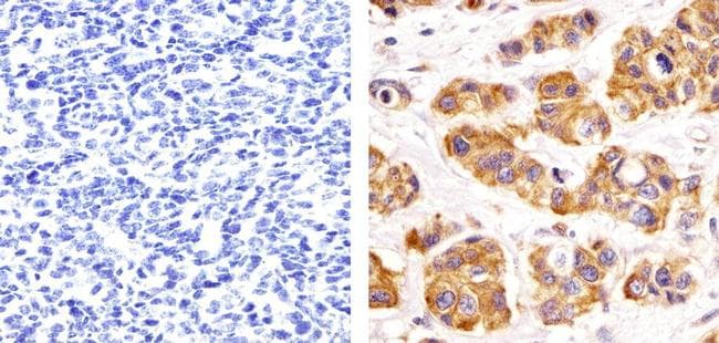 Monoclonal Mouse anti-Human PRMT3 Antibody (aa211-531)