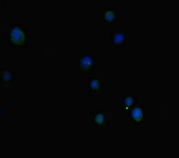 EP300 / p300 Antibody