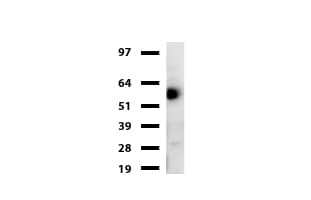 EDAG / HEMGN Antibody (aa260-484, clone UMAB169)
