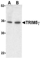 IHC-plus™ TRIM5 Antibody