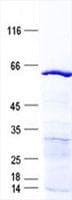 Human EHD3 Protein (Recombinant His, N-Terminal)