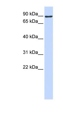 ATMIN Antibody (aa576-625)