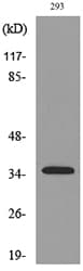 TNFSF11 / RANKL / TRANCE Antibody