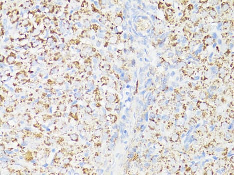 MTOR Antibody