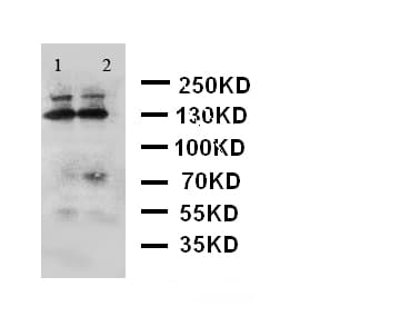ADAMTS4 Antibody (aa820-837)