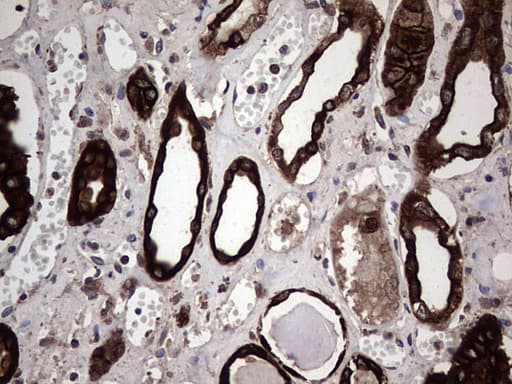 CCL19 / MIP3-Beta Antibody (aa22-98, clone OTI2A12, Carrier-free)