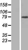 ARHGAP12 Protein (Over-Expression Lysate Myc-DDK (Flag))
