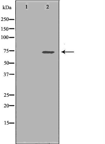 SDHA Antibody
