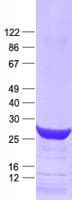 Human THAP2 Protein (Recombinant His, N-Terminal)
