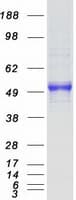 Human MINPP1 Protein (Recombinant Myc-DDK (Flag))