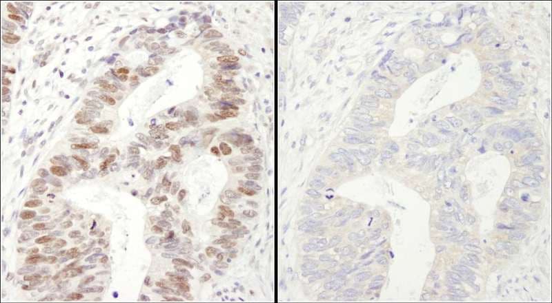 MCM2 Antibody (phospho-Ser40/41)