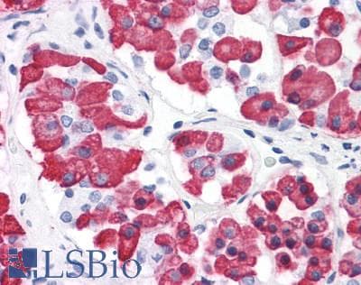 PathPlus™ BRS3 Antibody (N-Terminus)