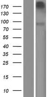 Neurotrypsin Protein (Over-Expression Lysate Myc-DDK (Flag))