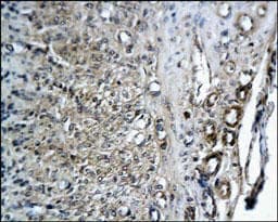 CD34 Antibody