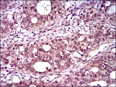 TBXT / T / Brachyury Antibody (aa 257-309, clone 1H9A2)