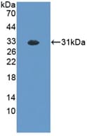 EXO1 Antibody (PE)