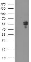 Monoclonal Mouse anti-Human NONO / P54NRB Antibody (clone OTI3G4, aa184-385, WB)