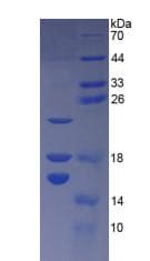 Mouse HMGN1 / HMG14 Protein (Recombinant His-T7)