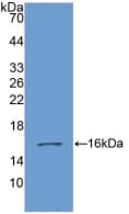 GDF6 / BMP13 Antibody (aa336-455)