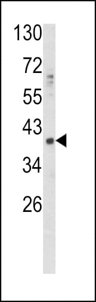 GDF1 Antibody (aa30-59)