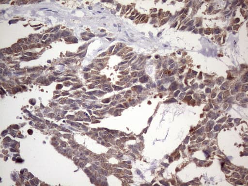 NUP43 Antibody (aa1-253, clone OTI6F8, Carrier-free)