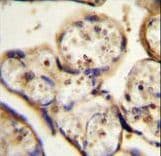 TUBB1 / Tubulin Beta 1 Antibody (aa4-31)