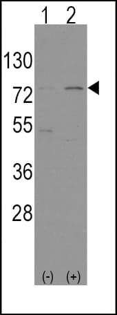 NFE2L2 / NRF2 Antibody (aa30-59)
