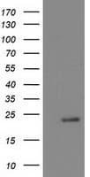 NDUFB9 Antibody (clone OTI3E11)