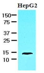 IHC-plus™ FABP1 / L-FABP Antibody (aa1-127, clone 2G4)