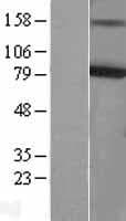 KCNQ4 Protein (Over-Expression Lysate Myc-DDK (Flag))