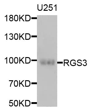 RGS3 Antibody