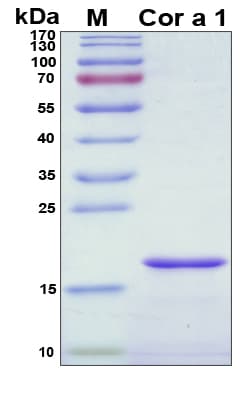 Corylus avellana Cor a 1 Protein (Recombinant His, N-Terminal)