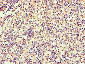 SRGN / Serglycin Antibody (aa28-158)