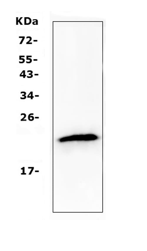 Polyclonal Rabbit anti-Human TMEM107 Antibody (IHC, WB)