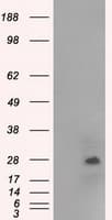 TSC501 / NAT8 Antibody (clone OTI5A8, Carrier-free)